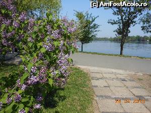 P06 [APR-2015] Bucureşti - Parcul Herăstrău. Tufe de liliac pe aleile parcului. 