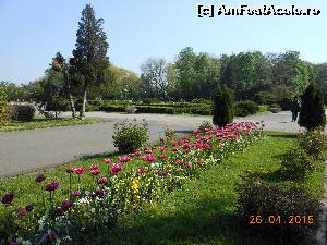 P07 [APR-2015] Bucureşti - Parcul Herăstrău. Frumoasele lalele care colorează parcul. 