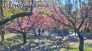 [P14] Înflorirea cireșilor din Grădina japoneză din Herastrău » foto by vlado2
 - 
<span class="allrVoted glyphicon glyphicon-heart hidden" id="av1525557"></span>
<a class="m-l-10 hidden" id="sv1525557" onclick="voting_Foto_DelVot(,1525557,11447)" role="button">șterge vot <span class="glyphicon glyphicon-remove"></span></a>
<a id="v91525557" class=" c-red"  onclick="voting_Foto_SetVot(1525557)" role="button"><span class="glyphicon glyphicon-heart-empty"></span> <b>LIKE</b> = Votează poza</a> <img class="hidden"  id="f1525557W9" src="/imagini/loader.gif" border="0" /><span class="AjErrMes hidden" id="e1525557ErM"></span>