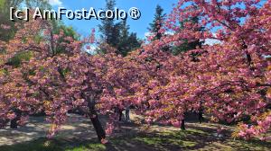 [P15] Înflorirea cireșilor din Grădina japoneză din Herastrău » foto by vlado2
 - 
<span class="allrVoted glyphicon glyphicon-heart hidden" id="av1525558"></span>
<a class="m-l-10 hidden" id="sv1525558" onclick="voting_Foto_DelVot(,1525558,11447)" role="button">șterge vot <span class="glyphicon glyphicon-remove"></span></a>
<a id="v91525558" class=" c-red"  onclick="voting_Foto_SetVot(1525558)" role="button"><span class="glyphicon glyphicon-heart-empty"></span> <b>LIKE</b> = Votează poza</a> <img class="hidden"  id="f1525558W9" src="/imagini/loader.gif" border="0" /><span class="AjErrMes hidden" id="e1525558ErM"></span>