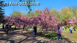 [P05] Înflorirea cireșilor din Grădina japoneză din Herastrău » foto by vlado2
 - 
<span class="allrVoted glyphicon glyphicon-heart hidden" id="av1525548"></span>
<a class="m-l-10 hidden" id="sv1525548" onclick="voting_Foto_DelVot(,1525548,11447)" role="button">șterge vot <span class="glyphicon glyphicon-remove"></span></a>
<a id="v91525548" class=" c-red"  onclick="voting_Foto_SetVot(1525548)" role="button"><span class="glyphicon glyphicon-heart-empty"></span> <b>LIKE</b> = Votează poza</a> <img class="hidden"  id="f1525548W9" src="/imagini/loader.gif" border="0" /><span class="AjErrMes hidden" id="e1525548ErM"></span>