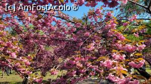 [P07] Înflorirea cireșilor din Grădina japoneză din Herastrău » foto by vlado2
 - 
<span class="allrVoted glyphicon glyphicon-heart hidden" id="av1525550"></span>
<a class="m-l-10 hidden" id="sv1525550" onclick="voting_Foto_DelVot(,1525550,11447)" role="button">șterge vot <span class="glyphicon glyphicon-remove"></span></a>
<a id="v91525550" class=" c-red"  onclick="voting_Foto_SetVot(1525550)" role="button"><span class="glyphicon glyphicon-heart-empty"></span> <b>LIKE</b> = Votează poza</a> <img class="hidden"  id="f1525550W9" src="/imagini/loader.gif" border="0" /><span class="AjErrMes hidden" id="e1525550ErM"></span>