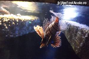 [P32] Red LionFish Sealife » foto by AleDia
 - 
<span class="allrVoted glyphicon glyphicon-heart hidden" id="av589566"></span>
<a class="m-l-10 hidden" id="sv589566" onclick="voting_Foto_DelVot(,589566,11476)" role="button">șterge vot <span class="glyphicon glyphicon-remove"></span></a>
<a id="v9589566" class=" c-red"  onclick="voting_Foto_SetVot(589566)" role="button"><span class="glyphicon glyphicon-heart-empty"></span> <b>LIKE</b> = Votează poza</a> <img class="hidden"  id="f589566W9" src="/imagini/loader.gif" border="0" /><span class="AjErrMes hidden" id="e589566ErM"></span>