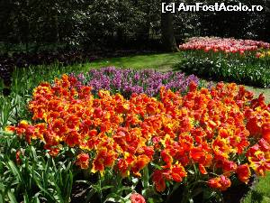 [P01] Keukenhof 1 » foto by fetita
 - 
<span class="allrVoted glyphicon glyphicon-heart hidden" id="av611158"></span>
<a class="m-l-10 hidden" id="sv611158" onclick="voting_Foto_DelVot(,611158,11516)" role="button">șterge vot <span class="glyphicon glyphicon-remove"></span></a>
<a id="v9611158" class=" c-red"  onclick="voting_Foto_SetVot(611158)" role="button"><span class="glyphicon glyphicon-heart-empty"></span> <b>LIKE</b> = Votează poza</a> <img class="hidden"  id="f611158W9" src="/imagini/loader.gif" border="0" /><span class="AjErrMes hidden" id="e611158ErM"></span>