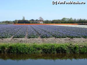 [P04] Keukenhof 4 » foto by fetita
 - 
<span class="allrVoted glyphicon glyphicon-heart hidden" id="av611161"></span>
<a class="m-l-10 hidden" id="sv611161" onclick="voting_Foto_DelVot(,611161,11516)" role="button">șterge vot <span class="glyphicon glyphicon-remove"></span></a>
<a id="v9611161" class=" c-red"  onclick="voting_Foto_SetVot(611161)" role="button"><span class="glyphicon glyphicon-heart-empty"></span> <b>LIKE</b> = Votează poza</a> <img class="hidden"  id="f611161W9" src="/imagini/loader.gif" border="0" /><span class="AjErrMes hidden" id="e611161ErM"></span>