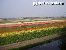 [P06] tulip fields.. » foto by roxana.tomina
 - 
<span class="allrVoted glyphicon glyphicon-heart hidden" id="av315859"></span>
<a class="m-l-10 hidden" id="sv315859" onclick="voting_Foto_DelVot(,315859,11516)" role="button">șterge vot <span class="glyphicon glyphicon-remove"></span></a>
<a id="v9315859" class=" c-red"  onclick="voting_Foto_SetVot(315859)" role="button"><span class="glyphicon glyphicon-heart-empty"></span> <b>LIKE</b> = Votează poza</a> <img class="hidden"  id="f315859W9" src="/imagini/loader.gif" border="0" /><span class="AjErrMes hidden" id="e315859ErM"></span>