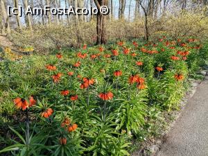 [P27] Keukenhof » foto by Marius 72
 - 
<span class="allrVoted glyphicon glyphicon-heart hidden" id="av1304937"></span>
<a class="m-l-10 hidden" id="sv1304937" onclick="voting_Foto_DelVot(,1304937,11516)" role="button">șterge vot <span class="glyphicon glyphicon-remove"></span></a>
<a id="v91304937" class=" c-red"  onclick="voting_Foto_SetVot(1304937)" role="button"><span class="glyphicon glyphicon-heart-empty"></span> <b>LIKE</b> = Votează poza</a> <img class="hidden"  id="f1304937W9" src="/imagini/loader.gif" border="0" /><span class="AjErrMes hidden" id="e1304937ErM"></span>