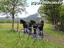 [P03] 3 CAI FRUMOSI SI O MARTOAGA(bicicleta mea) » foto by claudiu 71
 - 
<span class="allrVoted glyphicon glyphicon-heart hidden" id="av324884"></span>
<a class="m-l-10 hidden" id="sv324884" onclick="voting_Foto_DelVot(,324884,11655)" role="button">șterge vot <span class="glyphicon glyphicon-remove"></span></a>
<a id="v9324884" class=" c-red"  onclick="voting_Foto_SetVot(324884)" role="button"><span class="glyphicon glyphicon-heart-empty"></span> <b>LIKE</b> = Votează poza</a> <img class="hidden"  id="f324884W9" src="/imagini/loader.gif" border="0" /><span class="AjErrMes hidden" id="e324884ErM"></span>