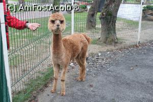 [P76] Porumbacu de Sus, jud. Sibiu, Brambura Park, Puiul de Alpaca așteaptă să fie pozat » foto by mprofeanu
 - 
<span class="allrVoted glyphicon glyphicon-heart hidden" id="av1397876"></span>
<a class="m-l-10 hidden" id="sv1397876" onclick="voting_Foto_DelVot(,1397876,11727)" role="button">șterge vot <span class="glyphicon glyphicon-remove"></span></a>
<a id="v91397876" class=" c-red"  onclick="voting_Foto_SetVot(1397876)" role="button"><span class="glyphicon glyphicon-heart-empty"></span> <b>LIKE</b> = Votează poza</a> <img class="hidden"  id="f1397876W9" src="/imagini/loader.gif" border="0" /><span class="AjErrMes hidden" id="e1397876ErM"></span>
