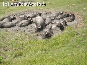 [P07] Răcorire-am întâlnit această turmă de bivoli la ieșirea din sat Sebeșul de Sus răcorindu-se într-o piscină naturală,adică o baltă cu noroi.. » foto by AZE
 - 
<span class="allrVoted glyphicon glyphicon-heart hidden" id="av897057"></span>
<a class="m-l-10 hidden" id="sv897057" onclick="voting_Foto_DelVot(,897057,11727)" role="button">șterge vot <span class="glyphicon glyphicon-remove"></span></a>
<a id="v9897057" class=" c-red"  onclick="voting_Foto_SetVot(897057)" role="button"><span class="glyphicon glyphicon-heart-empty"></span> <b>LIKE</b> = Votează poza</a> <img class="hidden"  id="f897057W9" src="/imagini/loader.gif" border="0" /><span class="AjErrMes hidden" id="e897057ErM"></span>