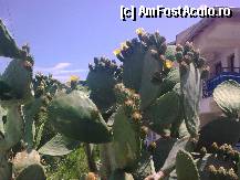 [P10] Nişte cactuşi înfloriţi care vă întâmpină în vecinătatea hotelului » foto by Aeerdna*
 - 
<span class="allrVoted glyphicon glyphicon-heart hidden" id="av328052"></span>
<a class="m-l-10 hidden" id="sv328052" onclick="voting_Foto_DelVot(,328052,11731)" role="button">șterge vot <span class="glyphicon glyphicon-remove"></span></a>
<a id="v9328052" class=" c-red"  onclick="voting_Foto_SetVot(328052)" role="button"><span class="glyphicon glyphicon-heart-empty"></span> <b>LIKE</b> = Votează poza</a> <img class="hidden"  id="f328052W9" src="/imagini/loader.gif" border="0" /><span class="AjErrMes hidden" id="e328052ErM"></span>