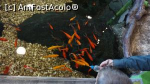 [P23] Zona interactiva la Aquarium. Hranirea pestilor » foto by fra
 - 
<span class="allrVoted glyphicon glyphicon-heart hidden" id="av871249"></span>
<a class="m-l-10 hidden" id="sv871249" onclick="voting_Foto_DelVot(,871249,11796)" role="button">șterge vot <span class="glyphicon glyphicon-remove"></span></a>
<a id="v9871249" class=" c-red"  onclick="voting_Foto_SetVot(871249)" role="button"><span class="glyphicon glyphicon-heart-empty"></span> <b>LIKE</b> = Votează poza</a> <img class="hidden"  id="f871249W9" src="/imagini/loader.gif" border="0" /><span class="AjErrMes hidden" id="e871249ErM"></span>