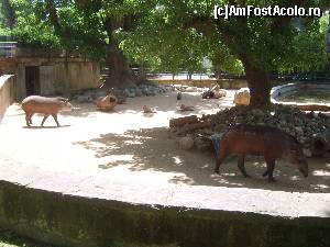 [P12] Tapirul la Grădina Zoologică din Barcelona » foto by DepartureGate7
 - 
<span class="allrVoted glyphicon glyphicon-heart hidden" id="av615650"></span>
<a class="m-l-10 hidden" id="sv615650" onclick="voting_Foto_DelVot(,615650,11799)" role="button">șterge vot <span class="glyphicon glyphicon-remove"></span></a>
<a id="v9615650" class=" c-red"  onclick="voting_Foto_SetVot(615650)" role="button"><span class="glyphicon glyphicon-heart-empty"></span> <b>LIKE</b> = Votează poza</a> <img class="hidden"  id="f615650W9" src="/imagini/loader.gif" border="0" /><span class="AjErrMes hidden" id="e615650ErM"></span>