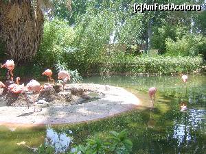 [P06] Flamingo la Grădina Zoologică din Barcelona » foto by DepartureGate7
 - 
<span class="allrVoted glyphicon glyphicon-heart hidden" id="av615606"></span>
<a class="m-l-10 hidden" id="sv615606" onclick="voting_Foto_DelVot(,615606,11799)" role="button">șterge vot <span class="glyphicon glyphicon-remove"></span></a>
<a id="v9615606" class=" c-red"  onclick="voting_Foto_SetVot(615606)" role="button"><span class="glyphicon glyphicon-heart-empty"></span> <b>LIKE</b> = Votează poza</a> <img class="hidden"  id="f615606W9" src="/imagini/loader.gif" border="0" /><span class="AjErrMes hidden" id="e615606ErM"></span>