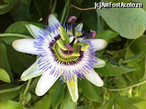 [P01] denumirea este 'Floarea Patimilor lui Hristos' - informatie preluata tot de pe acest site :)  | sau Pasiflora. » foto by ValentinaNKY
 - 
<span class="allrVoted glyphicon glyphicon-heart hidden" id="av544800"></span>
<a class="m-l-10 hidden" id="sv544800" onclick="voting_Foto_DelVot(,544800,11885)" role="button">șterge vot <span class="glyphicon glyphicon-remove"></span></a>
<a id="v9544800" class=" c-red"  onclick="voting_Foto_SetVot(544800)" role="button"><span class="glyphicon glyphicon-heart-empty"></span> <b>LIKE</b> = Votează poza</a> <img class="hidden"  id="f544800W9" src="/imagini/loader.gif" border="0" /><span class="AjErrMes hidden" id="e544800ErM"></span>