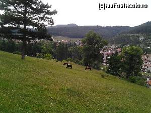 [P06] 'Dobr vecer' ii zicem noi, ferindu-ne de animale, văcarului. 'Dobr vecer', raspunde dezamagit ca sintem bulgari. Pazea scurtatura de la hotel ca sa-si exerseze engleza, ca in Velingrad nu prea... I-am facut pe plac si am continuat cu o dezbatere asupra originii poporului roman. In franceza!  » foto by F2A1C
 - 
<span class="allrVoted glyphicon glyphicon-heart hidden" id="av522737"></span>
<a class="m-l-10 hidden" id="sv522737" onclick="voting_Foto_DelVot(,522737,11895)" role="button">șterge vot <span class="glyphicon glyphicon-remove"></span></a>
<a id="v9522737" class=" c-red"  onclick="voting_Foto_SetVot(522737)" role="button"><span class="glyphicon glyphicon-heart-empty"></span> <b>LIKE</b> = Votează poza</a> <img class="hidden"  id="f522737W9" src="/imagini/loader.gif" border="0" /><span class="AjErrMes hidden" id="e522737ErM"></span>