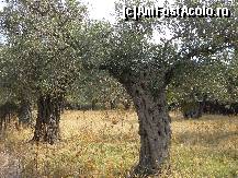 [P30] maslini seculari (livada in drum spre plaja San Antinio)  » foto by popescu a
 - 
<span class="allrVoted glyphicon glyphicon-heart hidden" id="av474341"></span>
<a class="m-l-10 hidden" id="sv474341" onclick="voting_Foto_DelVot(,474341,11907)" role="button">șterge vot <span class="glyphicon glyphicon-remove"></span></a>
<a id="v9474341" class=" c-red"  onclick="voting_Foto_SetVot(474341)" role="button"><span class="glyphicon glyphicon-heart-empty"></span> <b>LIKE</b> = Votează poza</a> <img class="hidden"  id="f474341W9" src="/imagini/loader.gif" border="0" /><span class="AjErrMes hidden" id="e474341ErM"></span>