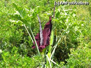 [P39] 'floarea dragonului' uriasa, cum eu nu am mai vazut!  » foto by popescu a
 - 
<span class="allrVoted glyphicon glyphicon-heart hidden" id="av517032"></span>
<a class="m-l-10 hidden" id="sv517032" onclick="voting_Foto_DelVot(,517032,11907)" role="button">șterge vot <span class="glyphicon glyphicon-remove"></span></a>
<a id="v9517032" class=" c-red"  onclick="voting_Foto_SetVot(517032)" role="button"><span class="glyphicon glyphicon-heart-empty"></span> <b>LIKE</b> = Votează poza</a> <img class="hidden"  id="f517032W9" src="/imagini/loader.gif" border="0" /><span class="AjErrMes hidden" id="e517032ErM"></span>