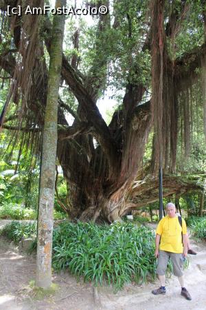 [P27] Insula Sao Miguel, Furnas, Parque Terra Nostra, Unul din cei 2000 de copaci din parc, lângă intrare » foto by mprofeanu
 - 
<span class="allrVoted glyphicon glyphicon-heart hidden" id="av1013898"></span>
<a class="m-l-10 hidden" id="sv1013898" onclick="voting_Foto_DelVot(,1013898,12102)" role="button">șterge vot <span class="glyphicon glyphicon-remove"></span></a>
<a id="v91013898" class=" c-red"  onclick="voting_Foto_SetVot(1013898)" role="button"><span class="glyphicon glyphicon-heart-empty"></span> <b>LIKE</b> = Votează poza</a> <img class="hidden"  id="f1013898W9" src="/imagini/loader.gif" border="0" /><span class="AjErrMes hidden" id="e1013898ErM"></span>