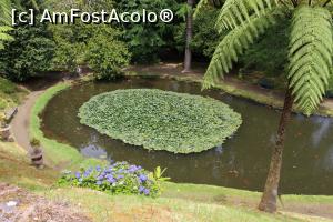 [P32] Insula Sao Miguel, Furnas, Parque Terra Nostra, Iaz cu pești » foto by mprofeanu
 - 
<span class="allrVoted glyphicon glyphicon-heart hidden" id="av1013905"></span>
<a class="m-l-10 hidden" id="sv1013905" onclick="voting_Foto_DelVot(,1013905,12102)" role="button">șterge vot <span class="glyphicon glyphicon-remove"></span></a>
<a id="v91013905" class=" c-red"  onclick="voting_Foto_SetVot(1013905)" role="button"><span class="glyphicon glyphicon-heart-empty"></span> <b>LIKE</b> = Votează poza</a> <img class="hidden"  id="f1013905W9" src="/imagini/loader.gif" border="0" /><span class="AjErrMes hidden" id="e1013905ErM"></span>