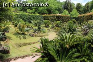 [P36] Insula Sao Miguel, Furnas, Parque Terra Nostra, arbori cycas vechi de milioane de ani ce seamănă cu palmierul » foto by mprofeanu
 - 
<span class="allrVoted glyphicon glyphicon-heart hidden" id="av1013912"></span>
<a class="m-l-10 hidden" id="sv1013912" onclick="voting_Foto_DelVot(,1013912,12102)" role="button">șterge vot <span class="glyphicon glyphicon-remove"></span></a>
<a id="v91013912" class=" c-red"  onclick="voting_Foto_SetVot(1013912)" role="button"><span class="glyphicon glyphicon-heart-empty"></span> <b>LIKE</b> = Votează poza</a> <img class="hidden"  id="f1013912W9" src="/imagini/loader.gif" border="0" /><span class="AjErrMes hidden" id="e1013912ErM"></span>