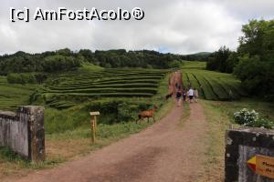 [P61] Insula Sao Miguel, Fabrica de Cha Gorreana, Turiști și lucrători... (căprițe) pe plantația de ceai » foto by mprofeanu
 - 
<span class="allrVoted glyphicon glyphicon-heart hidden" id="av1013950"></span>
<a class="m-l-10 hidden" id="sv1013950" onclick="voting_Foto_DelVot(,1013950,12102)" role="button">șterge vot <span class="glyphicon glyphicon-remove"></span></a>
<a id="v91013950" class=" c-red"  onclick="voting_Foto_SetVot(1013950)" role="button"><span class="glyphicon glyphicon-heart-empty"></span> <b>LIKE</b> = Votează poza</a> <img class="hidden"  id="f1013950W9" src="/imagini/loader.gif" border="0" /><span class="AjErrMes hidden" id="e1013950ErM"></span>