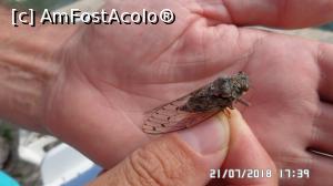 [P34] Cicada gălăgioasă » foto by ungureanica
 - 
<span class="allrVoted glyphicon glyphicon-heart hidden" id="av1001634"></span>
<a class="m-l-10 hidden" id="sv1001634" onclick="voting_Foto_DelVot(,1001634,12220)" role="button">șterge vot <span class="glyphicon glyphicon-remove"></span></a>
<a id="v91001634" class=" c-red"  onclick="voting_Foto_SetVot(1001634)" role="button"><span class="glyphicon glyphicon-heart-empty"></span> <b>LIKE</b> = Votează poza</a> <img class="hidden"  id="f1001634W9" src="/imagini/loader.gif" border="0" /><span class="AjErrMes hidden" id="e1001634ErM"></span>