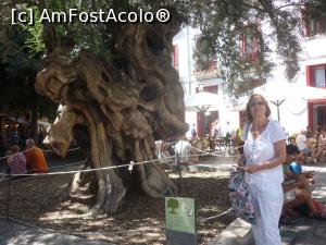 [P20] un arbore secular protejat la Palma de Mallorca » foto by kati
 - 
<span class="allrVoted glyphicon glyphicon-heart hidden" id="av1045316"></span>
<a class="m-l-10 hidden" id="sv1045316" onclick="voting_Foto_DelVot(,1045316,12337)" role="button">șterge vot <span class="glyphicon glyphicon-remove"></span></a>
<a id="v91045316" class=" c-red"  onclick="voting_Foto_SetVot(1045316)" role="button"><span class="glyphicon glyphicon-heart-empty"></span> <b>LIKE</b> = Votează poza</a> <img class="hidden"  id="f1045316W9" src="/imagini/loader.gif" border="0" /><span class="AjErrMes hidden" id="e1045316ErM"></span>