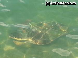 [P20] Broscuta Caretta - Argostoli, Kefalonia » foto by gabi cristina
 - 
<span class="allrVoted glyphicon glyphicon-heart hidden" id="av440640"></span>
<a class="m-l-10 hidden" id="sv440640" onclick="voting_Foto_DelVot(,440640,12575)" role="button">șterge vot <span class="glyphicon glyphicon-remove"></span></a>
<a id="v9440640" class=" c-red"  onclick="voting_Foto_SetVot(440640)" role="button"><span class="glyphicon glyphicon-heart-empty"></span> <b>LIKE</b> = Votează poza</a> <img class="hidden"  id="f440640W9" src="/imagini/loader.gif" border="0" /><span class="AjErrMes hidden" id="e440640ErM"></span>