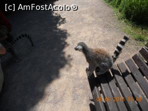 [P53] un Lemur s-a asezat langa noi pe banca » foto by zlatna
 - 
<span class="allrVoted glyphicon glyphicon-heart hidden" id="av756387"></span>
<a class="m-l-10 hidden" id="sv756387" onclick="voting_Foto_DelVot(,756387,12586)" role="button">șterge vot <span class="glyphicon glyphicon-remove"></span></a>
<a id="v9756387" class=" c-red"  onclick="voting_Foto_SetVot(756387)" role="button"><span class="glyphicon glyphicon-heart-empty"></span> <b>LIKE</b> = Votează poza</a> <img class="hidden"  id="f756387W9" src="/imagini/loader.gif" border="0" /><span class="AjErrMes hidden" id="e756387ErM"></span>