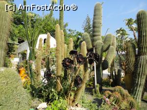 [P11] Giardini Ravino, foarte multe soiuri de cactuși.  » foto by maryka
 - 
<span class="allrVoted glyphicon glyphicon-heart hidden" id="av1097122"></span>
<a class="m-l-10 hidden" id="sv1097122" onclick="voting_Foto_DelVot(,1097122,12624)" role="button">șterge vot <span class="glyphicon glyphicon-remove"></span></a>
<a id="v91097122" class=" c-red"  onclick="voting_Foto_SetVot(1097122)" role="button"><span class="glyphicon glyphicon-heart-empty"></span> <b>LIKE</b> = Votează poza</a> <img class="hidden"  id="f1097122W9" src="/imagini/loader.gif" border="0" /><span class="AjErrMes hidden" id="e1097122ErM"></span>