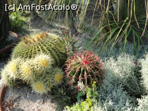 [P31] Alte specii de cactuși.  » foto by maryka
 - 
<span class="allrVoted glyphicon glyphicon-heart hidden" id="av1097142"></span>
<a class="m-l-10 hidden" id="sv1097142" onclick="voting_Foto_DelVot(,1097142,12624)" role="button">șterge vot <span class="glyphicon glyphicon-remove"></span></a>
<a id="v91097142" class=" c-red"  onclick="voting_Foto_SetVot(1097142)" role="button"><span class="glyphicon glyphicon-heart-empty"></span> <b>LIKE</b> = Votează poza</a> <img class="hidden"  id="f1097142W9" src="/imagini/loader.gif" border="0" /><span class="AjErrMes hidden" id="e1097142ErM"></span>