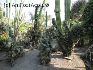 [P32] Cu siguranță alte specii de cactuși, haioși, nu?  » foto by maryka
 - 
<span class="allrVoted glyphicon glyphicon-heart hidden" id="av1097143"></span>
<a class="m-l-10 hidden" id="sv1097143" onclick="voting_Foto_DelVot(,1097143,12624)" role="button">șterge vot <span class="glyphicon glyphicon-remove"></span></a>
<a id="v91097143" class=" c-red"  onclick="voting_Foto_SetVot(1097143)" role="button"><span class="glyphicon glyphicon-heart-empty"></span> <b>LIKE</b> = Votează poza</a> <img class="hidden"  id="f1097143W9" src="/imagini/loader.gif" border="0" /><span class="AjErrMes hidden" id="e1097143ErM"></span>