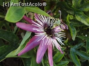 [P41] Passiflora, fructul pasiunii.  » foto by maryka
 - 
<span class="allrVoted glyphicon glyphicon-heart hidden" id="av1097152"></span>
<a class="m-l-10 hidden" id="sv1097152" onclick="voting_Foto_DelVot(,1097152,12624)" role="button">șterge vot <span class="glyphicon glyphicon-remove"></span></a>
<a id="v91097152" class=" c-red"  onclick="voting_Foto_SetVot(1097152)" role="button"><span class="glyphicon glyphicon-heart-empty"></span> <b>LIKE</b> = Votează poza</a> <img class="hidden"  id="f1097152W9" src="/imagini/loader.gif" border="0" /><span class="AjErrMes hidden" id="e1097152ErM"></span>
