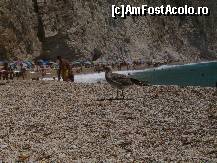 [P02] Viata salbatica poate fi observata cu usurinta la Paradise Beach, pasarile insulei fiind foarte curajoase daca le momiti cu paine. Atentie la viespi, care vor veni in special la carne (dar si la pepene), oferite de obicei la pranzul escursiei optionale din Paleokastrita. (Corfu, Grecia, iulie 2011)  » foto by alex16ss
 - 
<span class="allrVoted glyphicon glyphicon-heart hidden" id="av429700"></span>
<a class="m-l-10 hidden" id="sv429700" onclick="voting_Foto_DelVot(,429700,12630)" role="button">șterge vot <span class="glyphicon glyphicon-remove"></span></a>
<a id="v9429700" class=" c-red"  onclick="voting_Foto_SetVot(429700)" role="button"><span class="glyphicon glyphicon-heart-empty"></span> <b>LIKE</b> = Votează poza</a> <img class="hidden"  id="f429700W9" src="/imagini/loader.gif" border="0" /><span class="AjErrMes hidden" id="e429700ErM"></span>