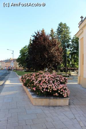 [P35] Mosonmagyarovar, Flori în parcul orașului lângă capelă » foto by mprofeanu
 - 
<span class="allrVoted glyphicon glyphicon-heart hidden" id="av909389"></span>
<a class="m-l-10 hidden" id="sv909389" onclick="voting_Foto_DelVot(,909389,12669)" role="button">șterge vot <span class="glyphicon glyphicon-remove"></span></a>
<a id="v9909389" class=" c-red"  onclick="voting_Foto_SetVot(909389)" role="button"><span class="glyphicon glyphicon-heart-empty"></span> <b>LIKE</b> = Votează poza</a> <img class="hidden"  id="f909389W9" src="/imagini/loader.gif" border="0" /><span class="AjErrMes hidden" id="e909389ErM"></span>