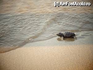 [P04] caretta -caretta baby dupa lungi eforturi a ajuns la destinatie... intra in mare  » foto by ana2013
 - 
<span class="allrVoted glyphicon glyphicon-heart hidden" id="av422114"></span>
<a class="m-l-10 hidden" id="sv422114" onclick="voting_Foto_DelVot(,422114,12676)" role="button">șterge vot <span class="glyphicon glyphicon-remove"></span></a>
<a id="v9422114" class=" c-red"  onclick="voting_Foto_SetVot(422114)" role="button"><span class="glyphicon glyphicon-heart-empty"></span> <b>LIKE</b> = Votează poza</a> <img class="hidden"  id="f422114W9" src="/imagini/loader.gif" border="0" /><span class="AjErrMes hidden" id="e422114ErM"></span>