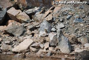 [P16]  -- <small>// FĂRĂ DESCRIERE</small> » foto by Chloe
 - 
<span class="allrVoted glyphicon glyphicon-heart hidden" id="av615085"></span>
<a class="m-l-10 hidden" id="sv615085" onclick="voting_Foto_DelVot(,615085,12680)" role="button">șterge vot <span class="glyphicon glyphicon-remove"></span></a>
<a id="v9615085" class=" c-red"  onclick="voting_Foto_SetVot(615085)" role="button"><span class="glyphicon glyphicon-heart-empty"></span> <b>LIKE</b> = Votează poza</a> <img class="hidden"  id="f615085W9" src="/imagini/loader.gif" border="0" /><span class="AjErrMes hidden" id="e615085ErM"></span>