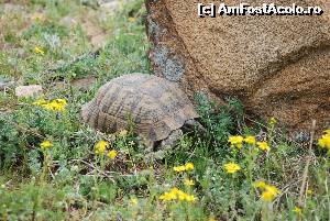 [P22] testoasa dobrogeana » foto by Chloe
 - 
<span class="allrVoted glyphicon glyphicon-heart hidden" id="av615091"></span>
<a class="m-l-10 hidden" id="sv615091" onclick="voting_Foto_DelVot(,615091,12680)" role="button">șterge vot <span class="glyphicon glyphicon-remove"></span></a>
<a id="v9615091" class=" c-red"  onclick="voting_Foto_SetVot(615091)" role="button"><span class="glyphicon glyphicon-heart-empty"></span> <b>LIKE</b> = Votează poza</a> <img class="hidden"  id="f615091W9" src="/imagini/loader.gif" border="0" /><span class="AjErrMes hidden" id="e615091ErM"></span>