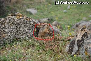 [P33] popandau » foto by Chloe
 - 
<span class="allrVoted glyphicon glyphicon-heart hidden" id="av615102"></span>
<a class="m-l-10 hidden" id="sv615102" onclick="voting_Foto_DelVot(,615102,12680)" role="button">șterge vot <span class="glyphicon glyphicon-remove"></span></a>
<a id="v9615102" class=" c-red"  onclick="voting_Foto_SetVot(615102)" role="button"><span class="glyphicon glyphicon-heart-empty"></span> <b>LIKE</b> = Votează poza</a> <img class="hidden"  id="f615102W9" src="/imagini/loader.gif" border="0" /><span class="AjErrMes hidden" id="e615102ErM"></span>