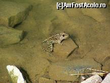 [P15] Broască în Lacul Iacobdeal. În pofida radioactivităţii sale, lacul nu este complet lipsit de faună...  » foto by Neptunus
 - 
<span class="allrVoted glyphicon glyphicon-heart hidden" id="av471939"></span>
<a class="m-l-10 hidden" id="sv471939" onclick="voting_Foto_DelVot(,471939,12680)" role="button">șterge vot <span class="glyphicon glyphicon-remove"></span></a>
<a id="v9471939" class=" c-red"  onclick="voting_Foto_SetVot(471939)" role="button"><span class="glyphicon glyphicon-heart-empty"></span> <b>LIKE</b> = Votează poza</a> <img class="hidden"  id="f471939W9" src="/imagini/loader.gif" border="0" /><span class="AjErrMes hidden" id="e471939ErM"></span>