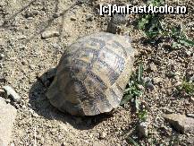 [P18] Broasca ţestoasă dobrogeană (Testudo graeca ibera) - o prezenţă faunistică importantă la Iacobdeal.  » foto by Neptunus
 - 
<span class="allrVoted glyphicon glyphicon-heart hidden" id="av471942"></span>
<a class="m-l-10 hidden" id="sv471942" onclick="voting_Foto_DelVot(,471942,12680)" role="button">șterge vot <span class="glyphicon glyphicon-remove"></span></a>
<a id="v9471942" class=" c-red"  onclick="voting_Foto_SetVot(471942)" role="button"><span class="glyphicon glyphicon-heart-empty"></span> <b>LIKE</b> = Votează poza</a> <img class="hidden"  id="f471942W9" src="/imagini/loader.gif" border="0" /><span class="AjErrMes hidden" id="e471942ErM"></span>