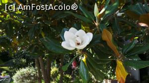 [P02] Magnoliu inflorit » foto by relugrigo
 - 
<span class="allrVoted glyphicon glyphicon-heart hidden" id="av925803"></span>
<a class="m-l-10 hidden" id="sv925803" onclick="voting_Foto_DelVot(,925803,12758)" role="button">șterge vot <span class="glyphicon glyphicon-remove"></span></a>
<a id="v9925803" class=" c-red"  onclick="voting_Foto_SetVot(925803)" role="button"><span class="glyphicon glyphicon-heart-empty"></span> <b>LIKE</b> = Votează poza</a> <img class="hidden"  id="f925803W9" src="/imagini/loader.gif" border="0" /><span class="AjErrMes hidden" id="e925803ErM"></span>