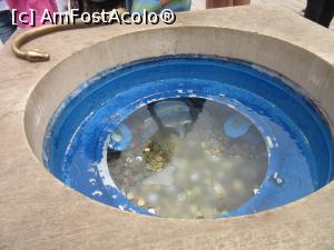 [P26] Fontana di Trevi din Cetinje » foto by Michi
 - 
<span class="allrVoted glyphicon glyphicon-heart hidden" id="av793667"></span>
<a class="m-l-10 hidden" id="sv793667" onclick="voting_Foto_DelVot(,793667,12772)" role="button">șterge vot <span class="glyphicon glyphicon-remove"></span></a>
<a id="v9793667" class=" c-red"  onclick="voting_Foto_SetVot(793667)" role="button"><span class="glyphicon glyphicon-heart-empty"></span> <b>LIKE</b> = Votează poza</a> <img class="hidden"  id="f793667W9" src="/imagini/loader.gif" border="0" /><span class="AjErrMes hidden" id="e793667ErM"></span>