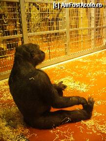 [P12x] Gradina ZOO Budapesta » foto by Miss Butterfly
 - 
<span class="allrVoted glyphicon glyphicon-heart hidden" id="av17998"></span>
<a class="m-l-10 hidden" id="sv17998" onclick="voting_Foto_DelVot(,17998,12774)" role="button">șterge vot <span class="glyphicon glyphicon-remove"></span></a>
<a id="v917998" class=" c-red"  onclick="voting_Foto_SetVot(17998)" role="button"><span class="glyphicon glyphicon-heart-empty"></span> <b>LIKE</b> = Votează poza</a> <img class="hidden"  id="f17998W9" src="/imagini/loader.gif" border="0" /><span class="AjErrMes hidden" id="e17998ErM"></span>