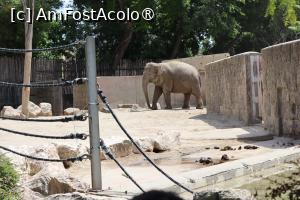 [P23] Elefant » foto by mont
 - 
<span class="allrVoted glyphicon glyphicon-heart hidden" id="av1511771"></span>
<a class="m-l-10 hidden" id="sv1511771" onclick="voting_Foto_DelVot(,1511771,12774)" role="button">șterge vot <span class="glyphicon glyphicon-remove"></span></a>
<a id="v91511771" class=" c-red"  onclick="voting_Foto_SetVot(1511771)" role="button"><span class="glyphicon glyphicon-heart-empty"></span> <b>LIKE</b> = Votează poza</a> <img class="hidden"  id="f1511771W9" src="/imagini/loader.gif" border="0" /><span class="AjErrMes hidden" id="e1511771ErM"></span>
