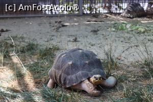 [P07] Broască țestoasă » foto by mont
 - 
<span class="allrVoted glyphicon glyphicon-heart hidden" id="av1511755"></span>
<a class="m-l-10 hidden" id="sv1511755" onclick="voting_Foto_DelVot(,1511755,12774)" role="button">șterge vot <span class="glyphicon glyphicon-remove"></span></a>
<a id="v91511755" class=" c-red"  onclick="voting_Foto_SetVot(1511755)" role="button"><span class="glyphicon glyphicon-heart-empty"></span> <b>LIKE</b> = Votează poza</a> <img class="hidden"  id="f1511755W9" src="/imagini/loader.gif" border="0" /><span class="AjErrMes hidden" id="e1511755ErM"></span>