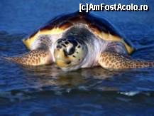 [P24] Caretta Caretta » foto by sanis*
 - 
<span class="allrVoted glyphicon glyphicon-heart hidden" id="av375374"></span>
<a class="m-l-10 hidden" id="sv375374" onclick="voting_Foto_DelVot(,375374,12951)" role="button">șterge vot <span class="glyphicon glyphicon-remove"></span></a>
<a id="v9375374" class=" c-red"  onclick="voting_Foto_SetVot(375374)" role="button"><span class="glyphicon glyphicon-heart-empty"></span> <b>LIKE</b> = Votează poza</a> <img class="hidden"  id="f375374W9" src="/imagini/loader.gif" border="0" /><span class="AjErrMes hidden" id="e375374ErM"></span>