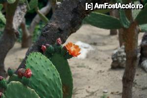 [P09] Din nou la joaca cu macro-ul in 'Gradina lui Allah', floarea de cactus parca de dimineata se deschisese, asteptandu-ne.  » foto by ariciu
 - 
<span class="allrVoted glyphicon glyphicon-heart hidden" id="av446062"></span>
<a class="m-l-10 hidden" id="sv446062" onclick="voting_Foto_DelVot(,446062,13043)" role="button">șterge vot <span class="glyphicon glyphicon-remove"></span></a>
<a id="v9446062" class=" c-red"  onclick="voting_Foto_SetVot(446062)" role="button"><span class="glyphicon glyphicon-heart-empty"></span> <b>LIKE</b> = Votează poza</a> <img class="hidden"  id="f446062W9" src="/imagini/loader.gif" border="0" /><span class="AjErrMes hidden" id="e446062ErM"></span>