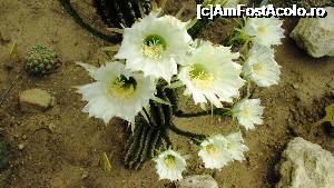 [P08] Frumoasele flori de cactus » foto by crismis
 - 
<span class="allrVoted glyphicon glyphicon-heart hidden" id="av705192"></span>
<a class="m-l-10 hidden" id="sv705192" onclick="voting_Foto_DelVot(,705192,13043)" role="button">șterge vot <span class="glyphicon glyphicon-remove"></span></a>
<a id="v9705192" class=" c-red"  onclick="voting_Foto_SetVot(705192)" role="button"><span class="glyphicon glyphicon-heart-empty"></span> <b>LIKE</b> = Votează poza</a> <img class="hidden"  id="f705192W9" src="/imagini/loader.gif" border="0" /><span class="AjErrMes hidden" id="e705192ErM"></span>